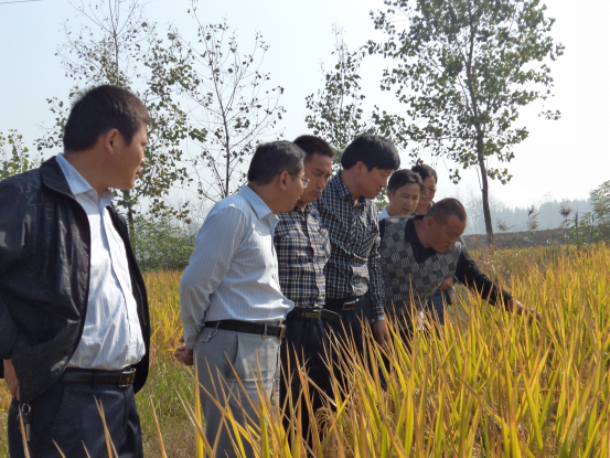 水稻高产栽培观摩会